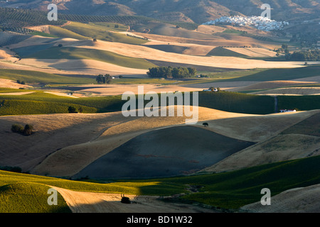 Der Blick über die Felder von Sonnenblumen & Gerste in Richtung Olvera aus nr Las Mesas, Provinz Cádiz, Andalusien, Spanien Stockfoto