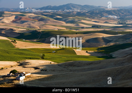 Der Blick über die Felder von Sonnenblumen & Gerste in Richtung Olvera aus nr Las Mesas, Provinz Cádiz, Andalusien, Spanien Stockfoto