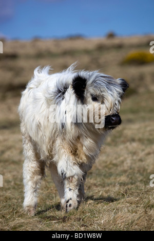 Kalb auf Bodmin moor Cornwall von öffentlichen Fußweg genommen Stockfoto