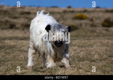 Kalb auf Bodmin moor Cornwall von öffentlichen Fußweg genommen Stockfoto