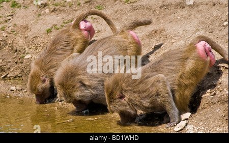 Gefährdete Jugendliche Hamadryas Paviane Stockfoto