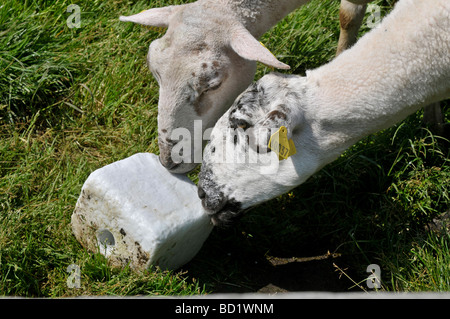 Zwei Schafe lecken Salz block Stockfoto