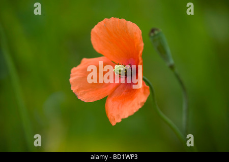 lange Leitung Mohn Papaver dubium Stockfoto