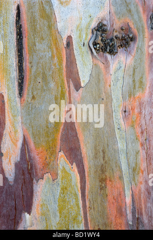 Eukalyptus Baumrinde am Embalse de Montejaque in den Parque Natural Sierra de Grazalema, Provinz Cádiz, Andalusien, Spanien Stockfoto