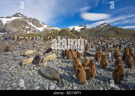 Königspinguine Aptenodytes Patagonicus und südlichen See-Elefanten Mirounga Leonina teilen den Strand bei Gold Harbour South Georgia Stockfoto