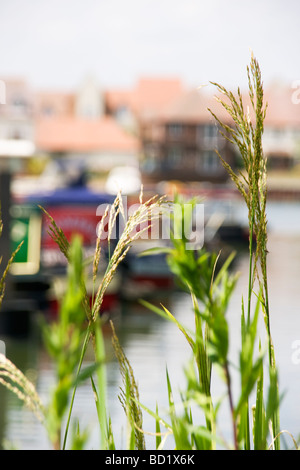 Schilf am Ufer des Flusses Thames in oxfordshire Stockfoto