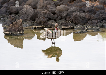 Weiße-cheeked Pintail (Anas Bahamensis Galapagensis) in Wasser Drachen Hügel Cerro Dragon Santa Cruz Galapagos Ecuador putzen Stockfoto