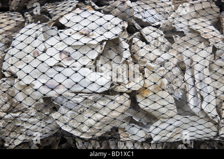 Austernschalen in Säcken für erneute Seeding Betten vorbereitet. Stockfoto