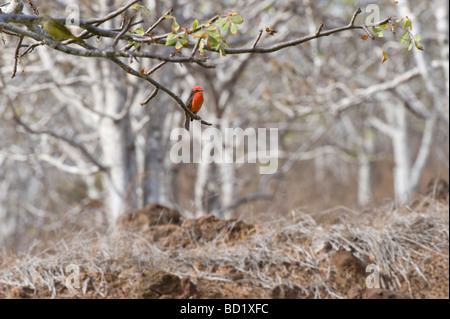 Zinnober Flycatcher (Pyrocephalus Rubinus) Männchen thront auf Palo Santo Baum Rabida Galapagos Pazifischen Ozean Stockfoto