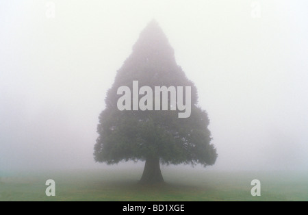 Tanne im Nebel Rat Crest Park Portland Oregon Stockfoto