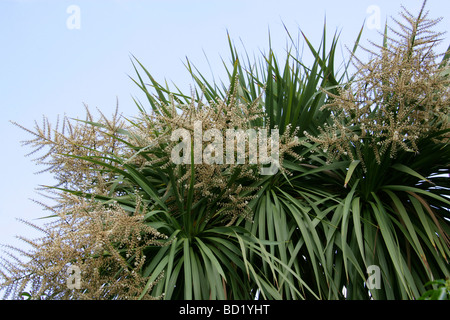 Kohlpalme, Cordyline australis, Asparagaceae alias Kohlbaum, Cabbagetree, Brunnen oder Riesendracaena. Neuseeland Stockfoto