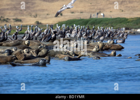 Seehunde (Phoca Vitulina) holte in Elkhorn Slough, Moss Landing, Kalifornien. Stockfoto