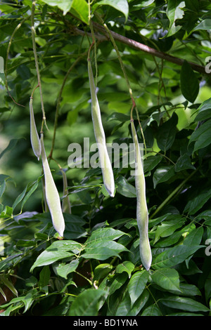 Chinesische Wisteria Seed Pods, Wisteria sinensis, Fabaceae. China Stockfoto