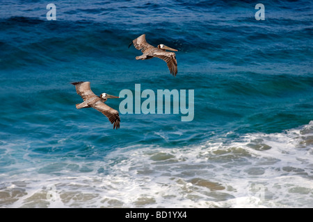 Kalifornien braune Pelikane, (Pelecanus Occidentalis Californicus) fliegen über Monterey Bay, Kalifornien. Stockfoto