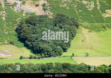 Ein Wald in Tebay gepflanzt von einem Landwirt in Erinnerung an seine Frau in der Form eines Herzens Cumbria UK Stockfoto