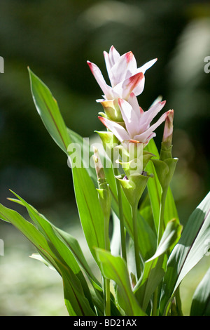 Curcuma Longa Kurkuma Stockfoto