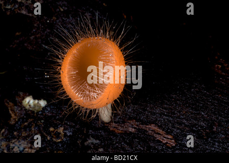 Tasse Pilze oder Tasse Pilz Cookeina Tricholoma im Khao Yai Nationalpark Thailand Stockfoto