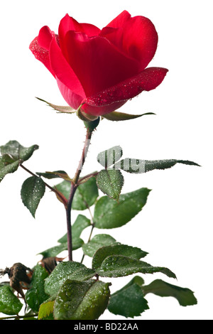 Garten Rose isoliert auf weißem Hintergrund Stockfoto