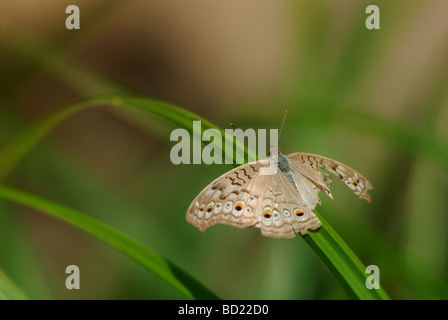 Grau-Stiefmütterchen (Iunonia Atlites) Stockfoto