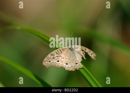 Grau-Stiefmütterchen (Iunonia Atlites) Stockfoto