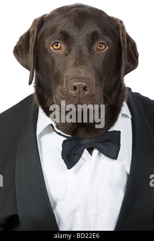 Intelligente hübscher Labrador im Smoking Stockfoto