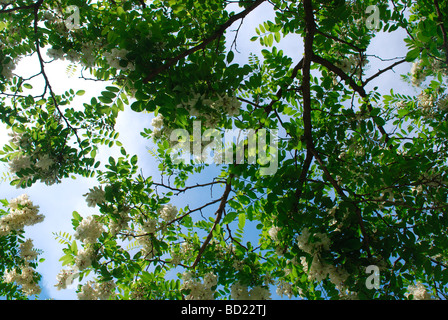 Blumen schwarz Robinie Robinia Pseudoacacia L von unten durch in den Himmel Stockfoto