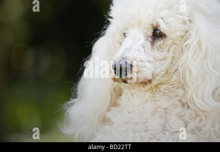 Schuss von einem weißen Zwergpudel Stockfoto