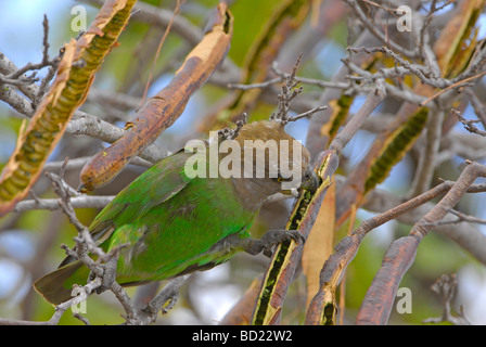 Green Meyers Papagei Essen Samen vom Pod im Krüger Nationalpark, Südafrika Stockfoto