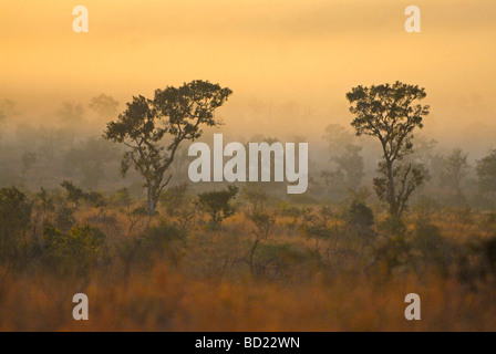 Nebligen Sonnenaufgang, Baum im Vordergrund, goldenen Farben, Kruger Park, Südafrika, Winter. Dieses Wetter tritt in der Regel nur im winter Stockfoto