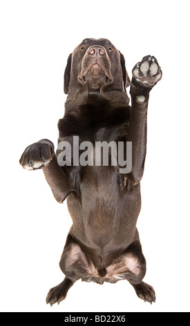 Isolierte Schuss von Chocolate Labrador mit beiden Pfoten in die Luft Stockfoto