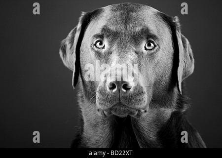 Schwarz / weiß Bild von einen markanten Labrador Stockfoto