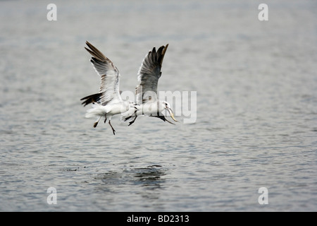 Lachende Möwen kämpfen über Fische im Flug - Sanibel Island, Florida Stockfoto