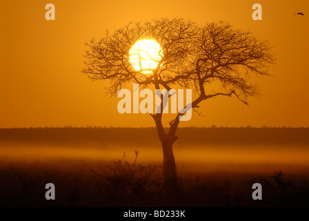 Nebligen Sonnenaufgang, Baum im Vordergrund, goldenen Farben, Kruger Park, Südafrika, Winter. Dieses Wetter tritt in der Regel nur im winter Stockfoto