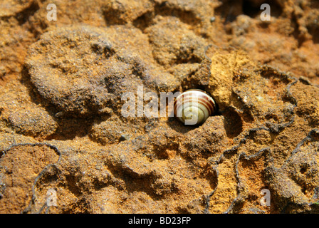 Grove-Schnecke, braun-lippige Schnecke oder dunkel-lippige Hedge-Schnecke, Bänderschnecken Nemoralis Helicidae, Gastropoda, Mollusken Stockfoto