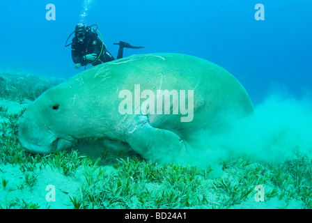 Dugong - Abu Dabbab, Marsa Alam, Ägypten Stockfoto