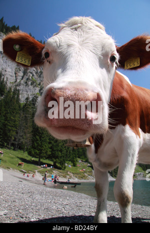 Typische Schweizer Kuh am Ufer des Sees Oeschinensee, Berner Oberland, Schweizer Alpen Stockfoto