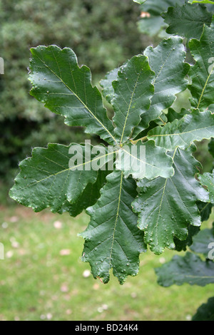 Daimyo Baum Eichenlaub, Quercus Dentata Syn Quercus Maccormickii, Fagaceae, Ost-Asien. Stockfoto