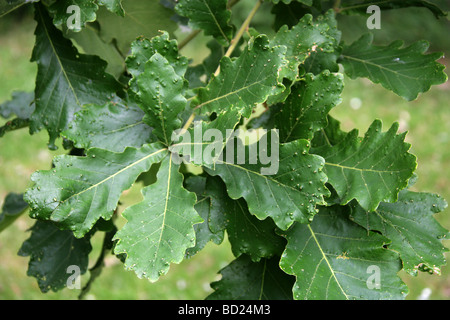 Daimyo Baum Eichenlaub, Quercus Dentata Syn Quercus Maccormickii, Fagaceae, Ost-Asien. Stockfoto