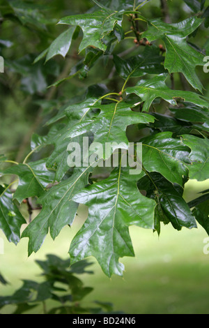 Nördliche Pin Oak oder Hill Oak Tree Leaves, Quercus Ellipsoidalis, Fagaceae, Lobatae, Östliches Nordamerika Stockfoto