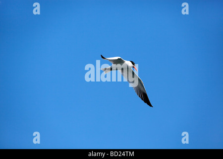 Raubseeschwalbe (Sterna Caspia) im Flug Stockfoto