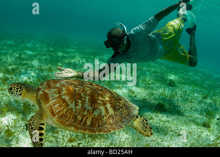 schneller als eine Beschleunigung Schildkröte! Stockfoto