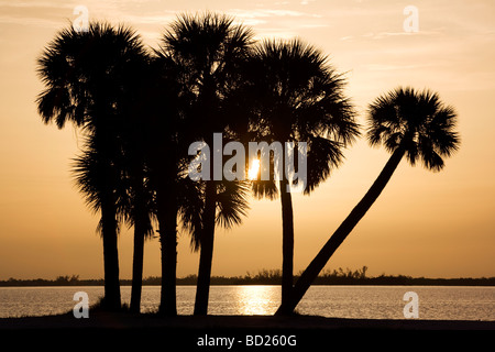 Palmen im Sonnenuntergang - Insel Sanibel Causeway - Sanibel Island, Florida Stockfoto