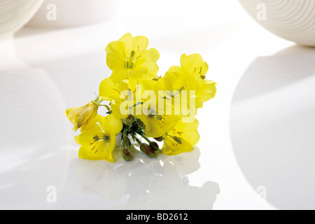 Gemeinsamen Nachtkerze oder Abendstern (Oenothera Biennis), Heilpflanze Stockfoto