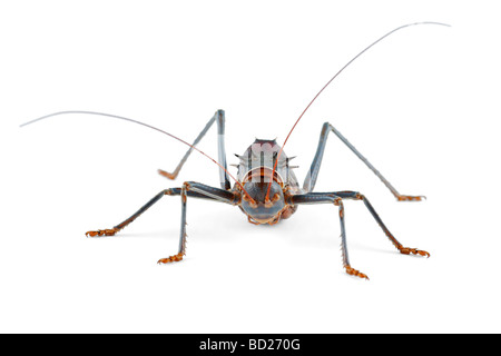 Eine afrikanische gepanzerten Boden Cricket (Familie Bradyporidae) auf weiß Stockfoto