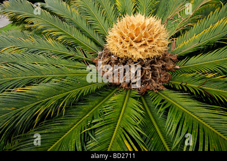 Nahaufnahme von einem chinesischen Cycad Blütenpflanze, Guilin, China Stockfoto