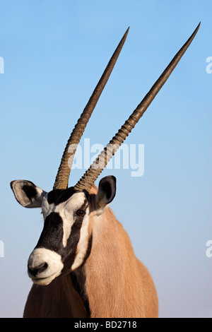 Porträt einer Oryx-Antilope (Oryx Gazella), Kgalagadi Transfrontier Park, Südafrika Stockfoto