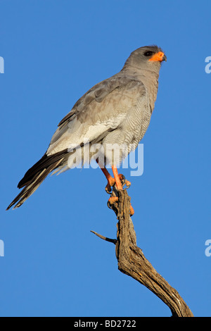 Blasse Gesangs Habicht (Melierax Canorus) thront auf einem Ast, Kgalagadi Transfrontier Park, Südafrika Stockfoto