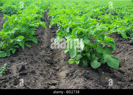 Kartoffelpflanze Kartoffelpflanze 10 Stockfoto