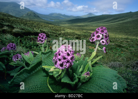 Neuseeland, subantarktischen Inseln. Campbell-Insel. Native Megaherb, Daisy (Pleurophyllum Speciosum) Stockfoto