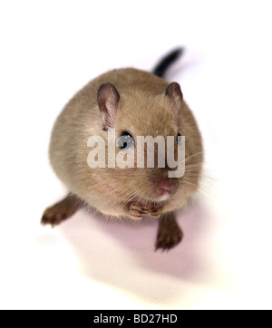 Weibliche Beige Mongolische Wüstenrennmaus (Meriones Unguiculatus) Stockfoto